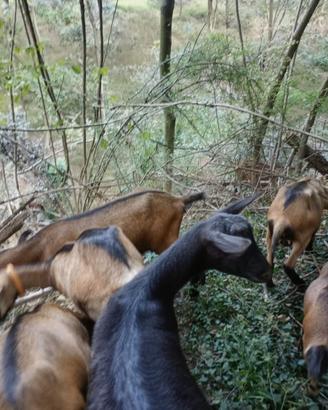 Camosciate delle alpi