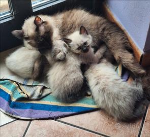 Siamese
