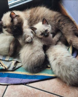 Siamese