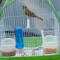 Canarini Timbrado Spagnolo