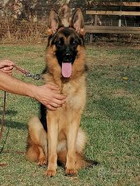 Cucciola Pastore Tedesco