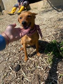 Missy, cagnolina Pinscher ADOZIONE