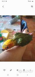 Conuri del sole pulli e adulti