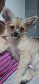 Chihuahua