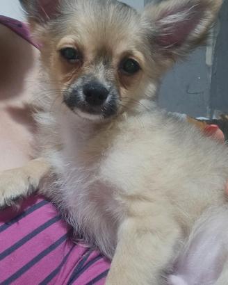 Chihuahua