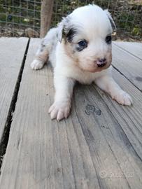 Cucciolo maschio Blue merle Australian sheperd