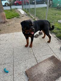 Rottweiler Maschio per monte