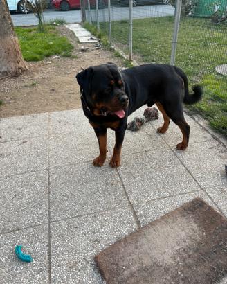 Rottweiler Maschio per monte