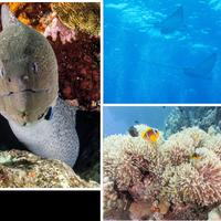 Sistema fotosub completo (anche video sub).