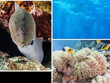 Sistema fotosub completo (anche video sub).