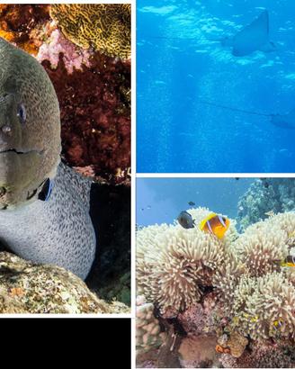 Sistema fotosub completo (anche video sub).