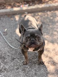 French bull dog