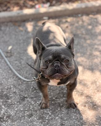 French bull dog