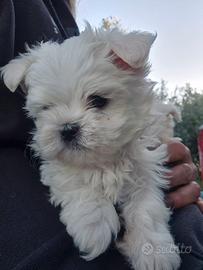 Maltese toy