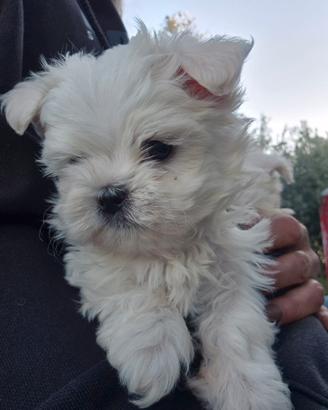 Maltese toy