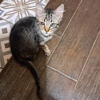 Gatti tigrati