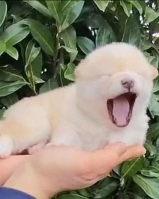 Cucciolo vero Shiba