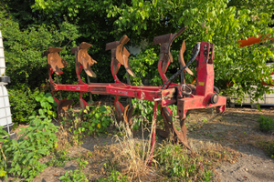 Aratro quadrivomero Vogel Noot