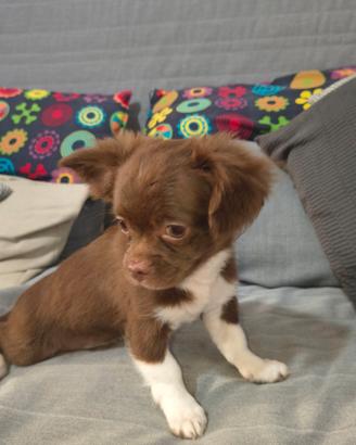 Chihuahua a pelo lungo maschio