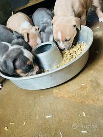 Disponibili cuccioli di American Pitbull terrier