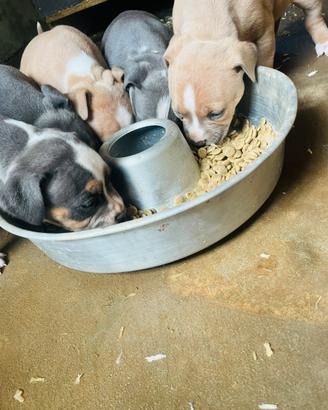 Disponibili cuccioli di American Pitbull terrier