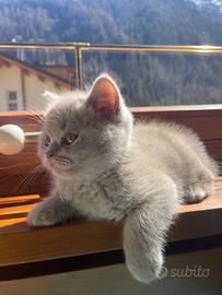 British Shorthair Lilac/Fawn