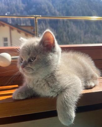 British Shorthair Lilac/Fawn