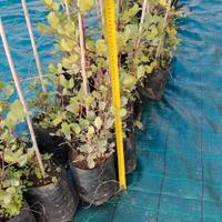 piante di carrubo selvatico 