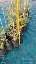 piante di carrubo selvatico 