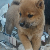 Shiba inu cuccioli