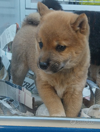 Shiba inu cuccioli