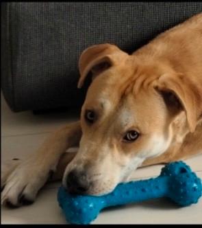 Ares 2anni DEVE VENIR VIA! SOS STALLO MILANO OVEST