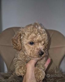 piccoli di maltipoo