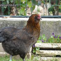 Galline Olive egger