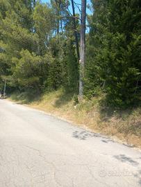 Terreno con Pineta a Badia Agnano Bucine