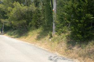 Terreno con Pineta a Badia Agnano Bucine