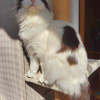 Maine Coon Femmina