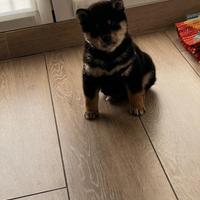 Cuccioli di Shiba Inu con pedigree italiano