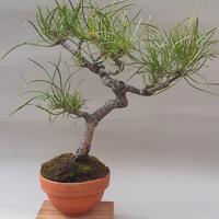 bonsai pino  nero di corsica 8