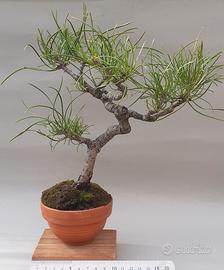 bonsai pino  nero di corsica 8