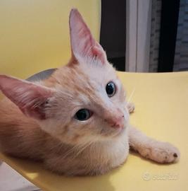 Gattino mix don sphynx( genitori testati)