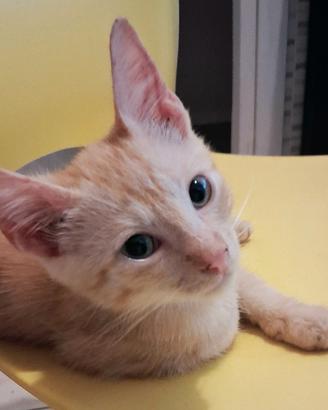Gattino mix don sphynx( genitori testati)