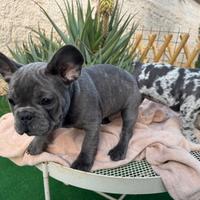 Bulldog francese maschio blue 3 mesi