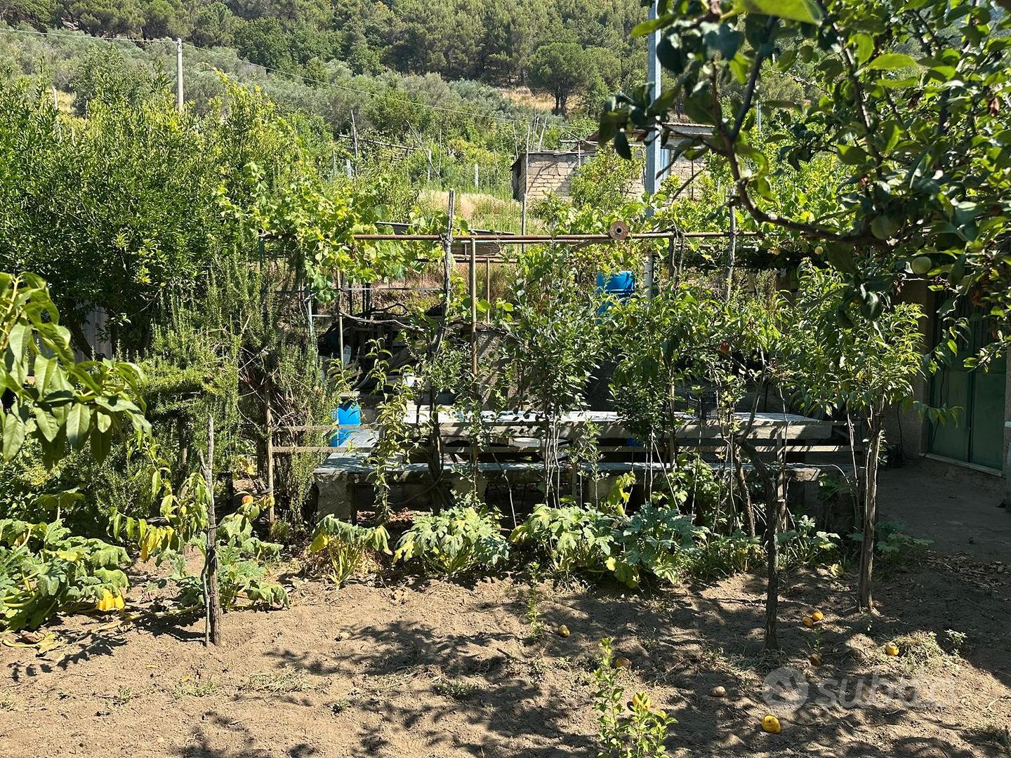 Terreno con deposito agricolo - Siano - Vista 5
