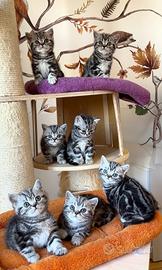 British shorthair black silver tabby