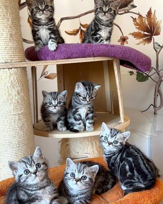 British shorthair black silver tabby