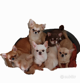 Chihuahua
