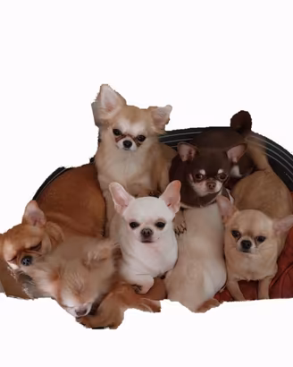 Chihuahua