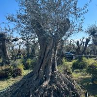 Piante di ulivo per il giardino