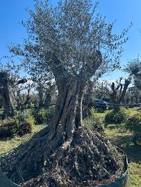 Piante di ulivo per il giardino